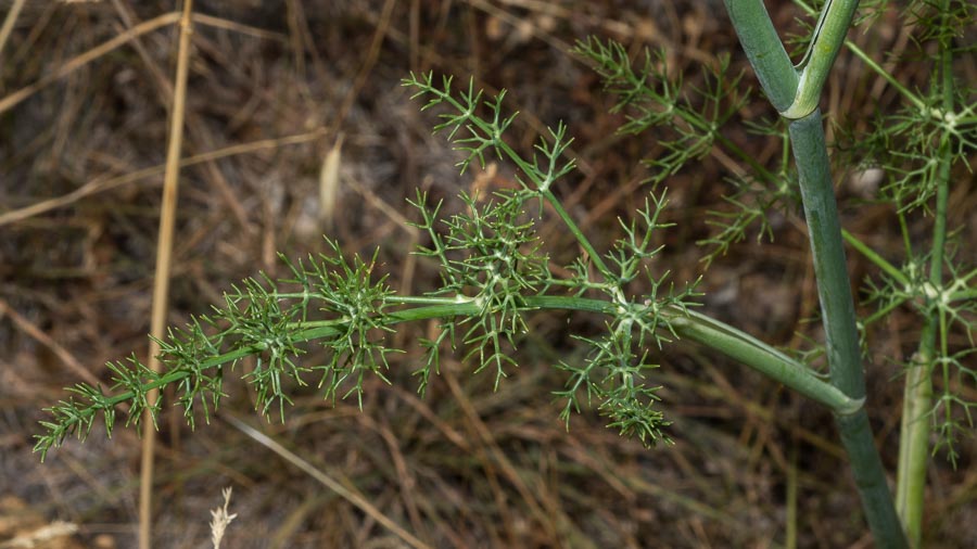 Foeniculum vulgare (subsp. piperitum)